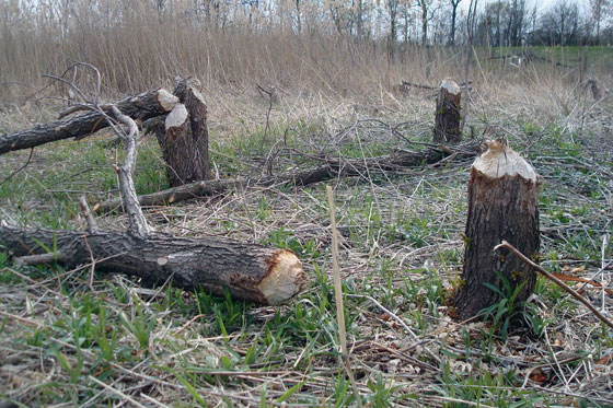Trees that have been cut by a beaver