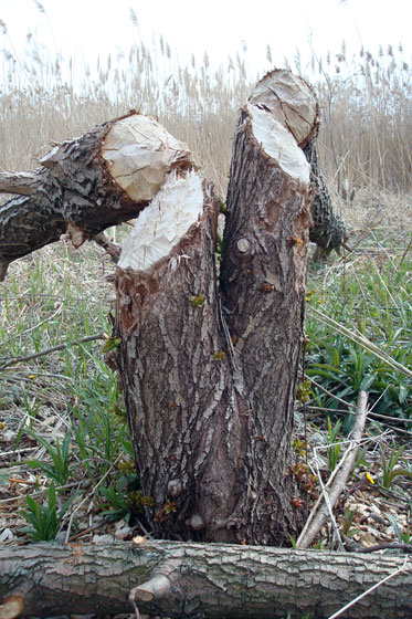 Trees that have been felled by a beaver
