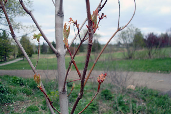 Close up of buds on our new maple tree