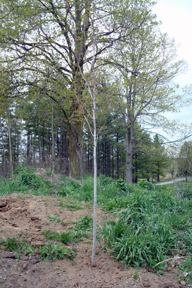 One of our new trees