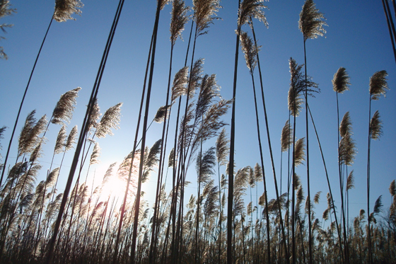 Reeds at sunset