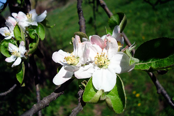 appleblossoms1 Apple blossoms