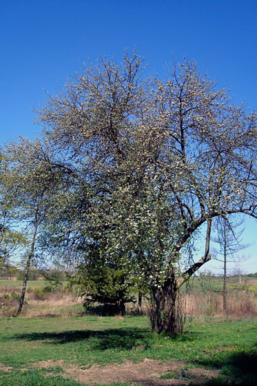 appleblossoms2 Old apple tree