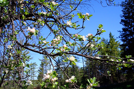 appleblossoms3 Tree branch with apple blossoms