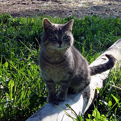 Bert, our other barn cat