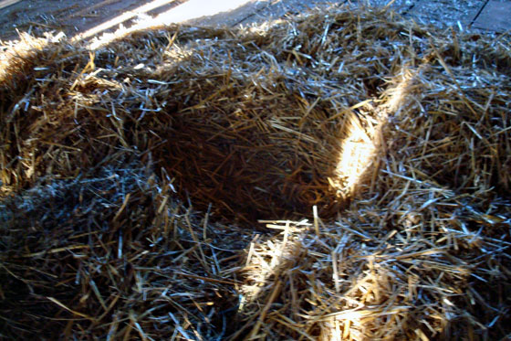 Straw nest