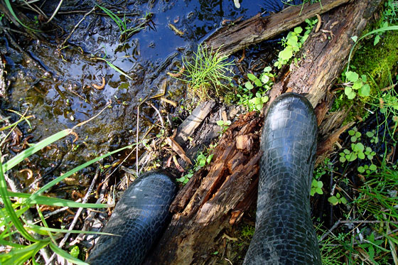 Crossing a stream by balancing on a log