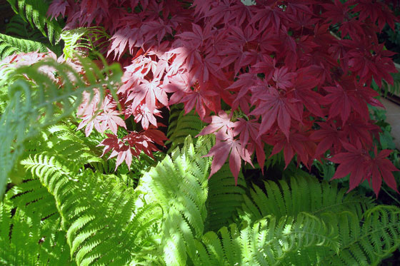 Red Japanese maple and green ferns