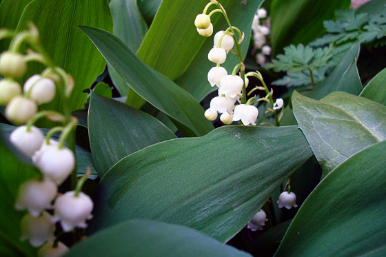 Lily of the valley