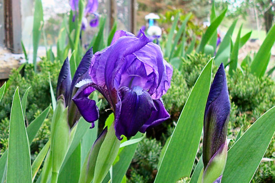 Purple iris