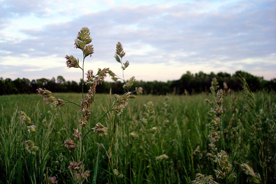 Hay growing in a field