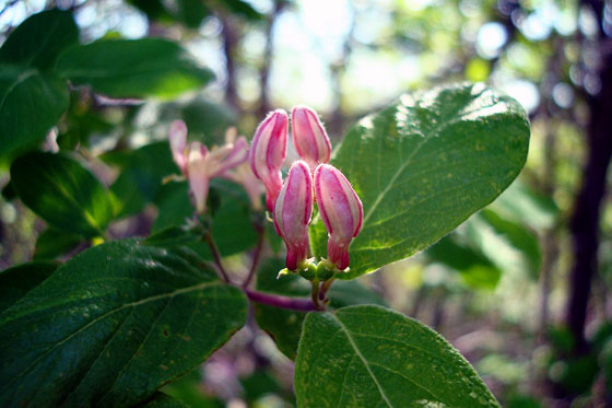 Honeysuckle buds