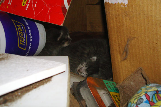 kittens2 Kittens in a cardboard box