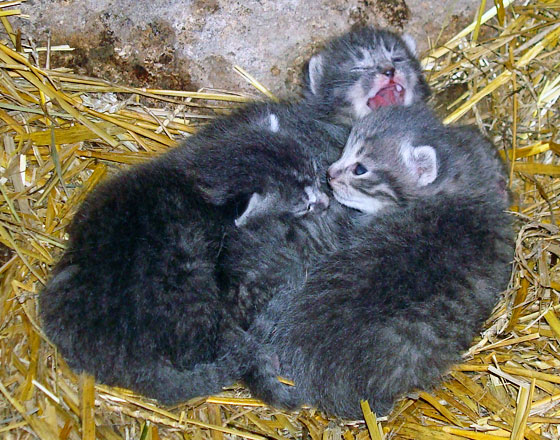 kittens4 Yawning kitten