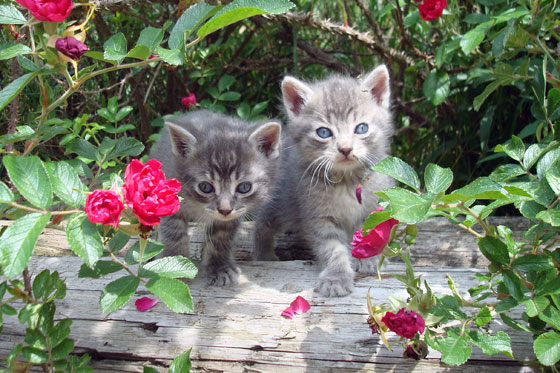 kittens5 Kittens in the roses