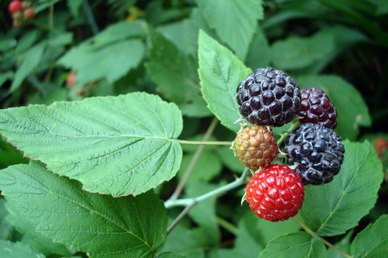Black raspberries