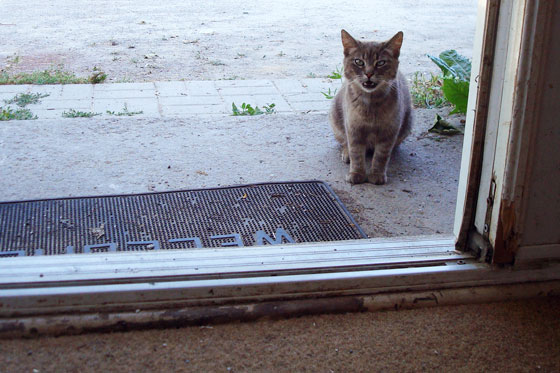 doorstep3 Cat at the front door