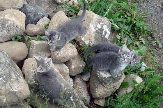 Four kittens