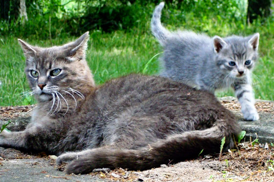 Kitten with mother cat