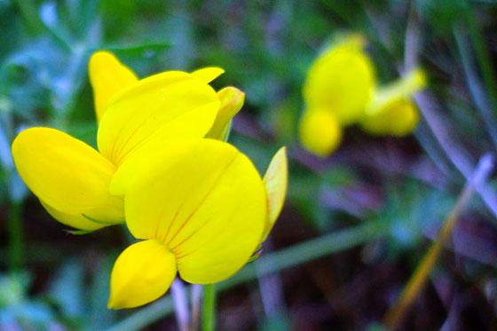 birdsfoottrefoil Birdsfoot Trefoil