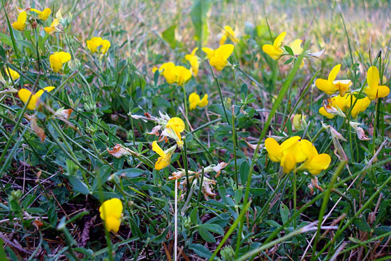 birdsfoottrefoil2 Birdsfoot Trefoil