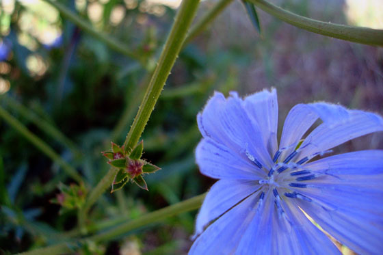 Cornflower