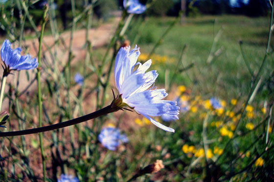 Cornflowers