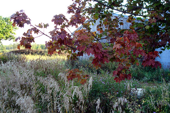 fallleaves1 Maple leaves turning red