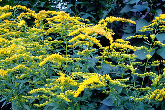 Goldenrod