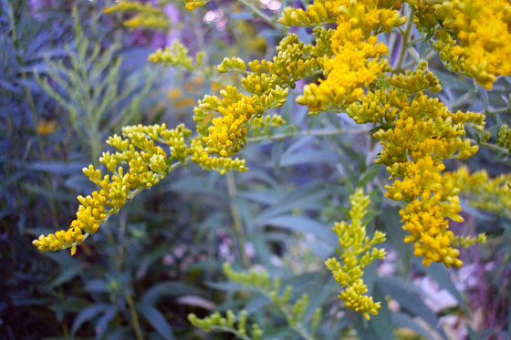 Goldenrod