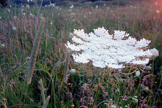Queen Anne's Lace