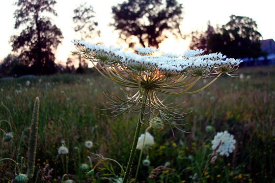 Queen Anne's Lace