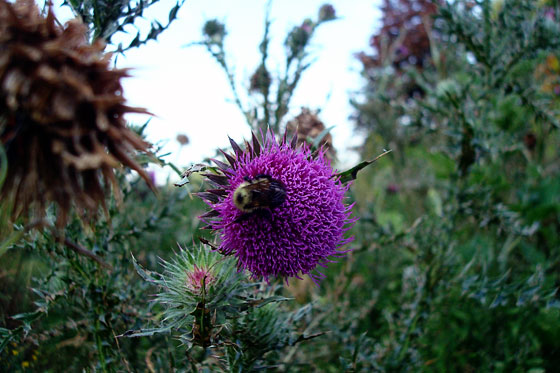 thistles2 Bumblebee on a thistle