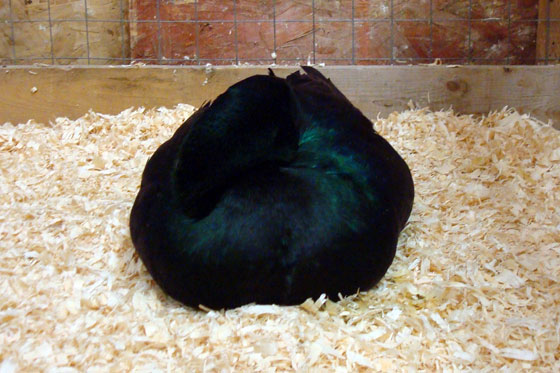 cayugaduck Green Cayuga duck