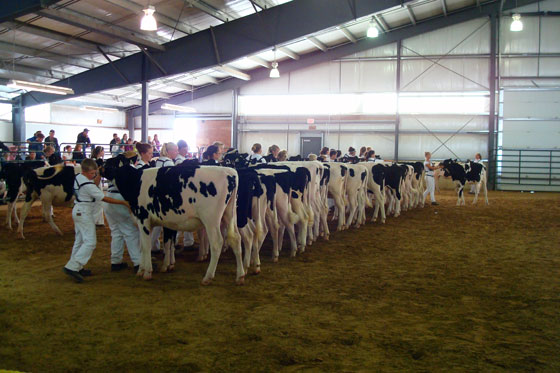 cows 4H kids exhibiting holstein cows