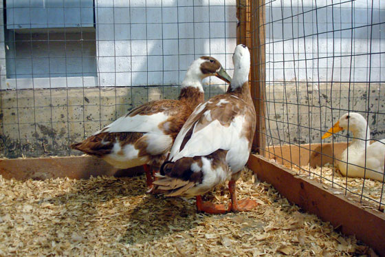 Indian runner ducks