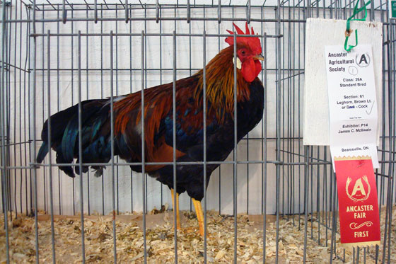 Prize-winning rooster