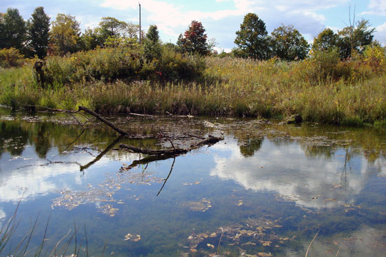 Fallen tree in a pond