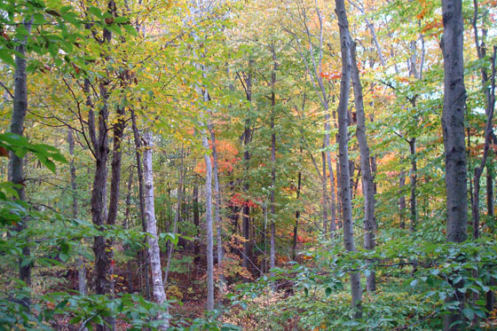 Forest of autumn leaves