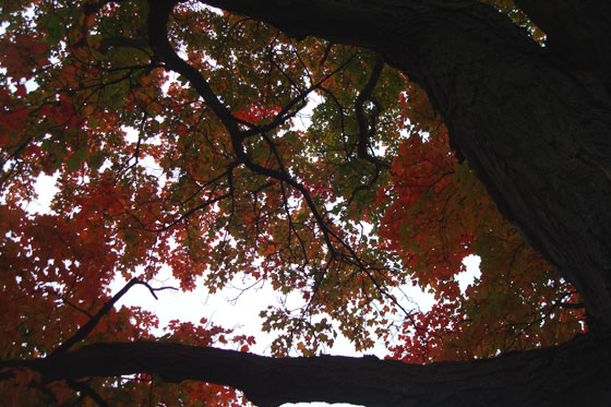 Red maple leaves
