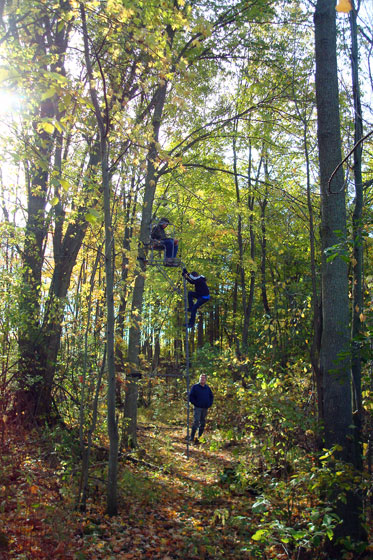 Deer stand in the forest