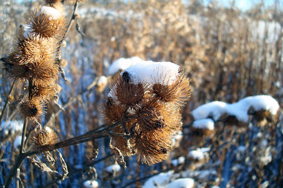 Snow covered burrs
