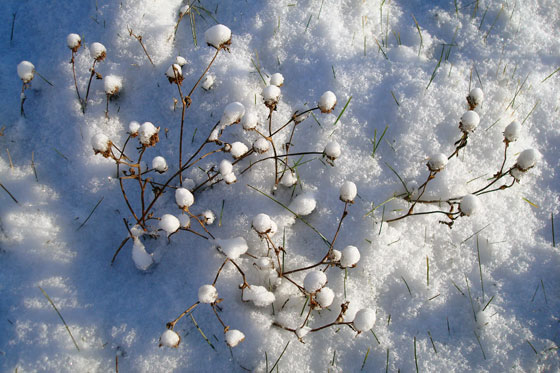 Wild flowers dusted with snow