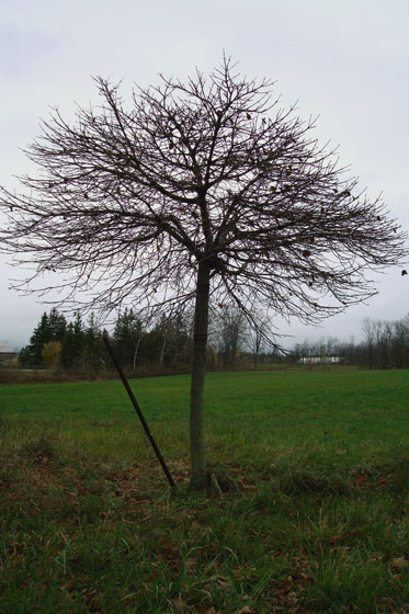 Tree with a bent metal stake