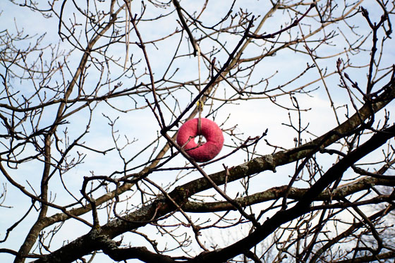 Pink doughnut hanging in a maple tree