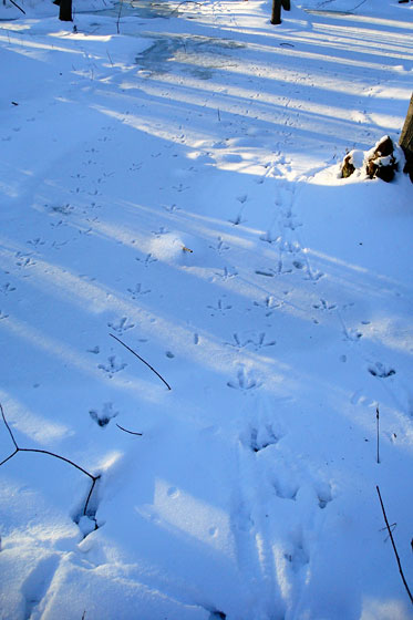 Turkey tracks in the frozen marsh