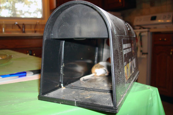 Dead mouse in an electronic mousetrap
