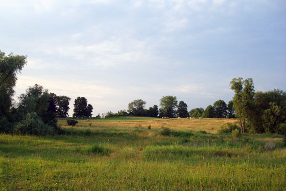 Large hayfields