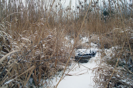 Marsh in the winter