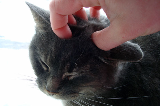 Our cat likes to be scratched on the top of her head